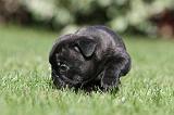 BOULEDOGUE FRANCAIS 459